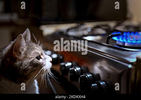 A pensive gray domestic cat looks at the burning gas on the stove. Stock Photo