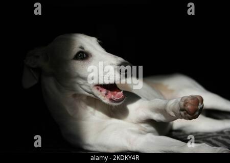 Whippet Puppy White Fawn playing in the sun Stock Photo