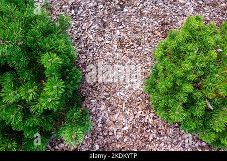 Small pine tree mulched with natural brown bark mulch. Top view. Modern gardening landscaping design Stock Photo