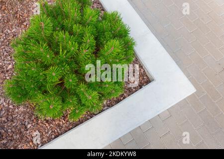 Small pine tree mulched with natural brown bark mulch near pedestrian pathway. Modern gardening landscaping design Stock Photo