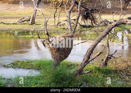 Hamerkop bird nest, A Hamerkop's birds nest - which can be over 2 metres in size and weigh over 50kg; Kwai River, Okavango Delta, Botswana Africa Stock Photo