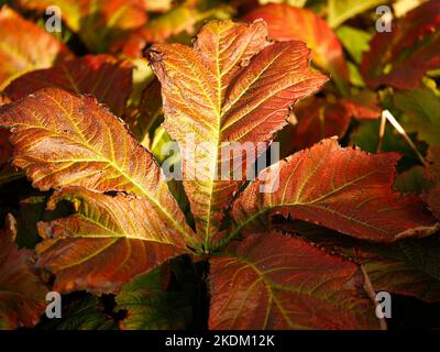 Close up of a large leaf of the herbaceous perennial garden plant Rodgersia seen with autumn tints of yellow orange and red. Stock Photo