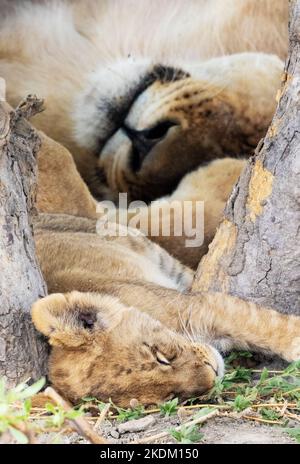 Lion cub, mother; - Lion cub sleeping next to its mother, Moremi Game Reserve, Okavango Delta, Botswana Africa. African animal. Stock Photo