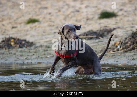 Weimaraner shorthaired pointer.  Beautiful brown beagle. Purebred dog on the paddock. Stock Photo