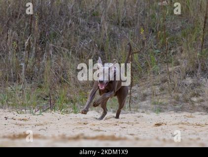 Weimaraner shorthaired pointer.  Beautiful brown beagle. Purebred dog on the paddock. Stock Photo