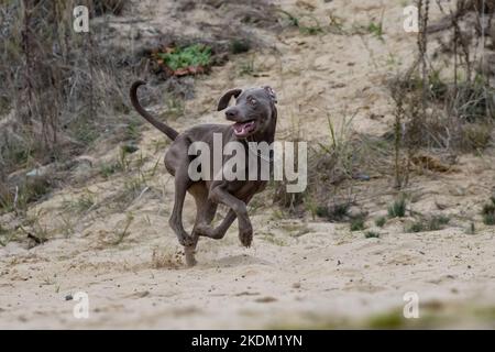 Weimaraner shorthaired pointer.  Beautiful brown beagle. Purebred dog on the paddock. Stock Photo