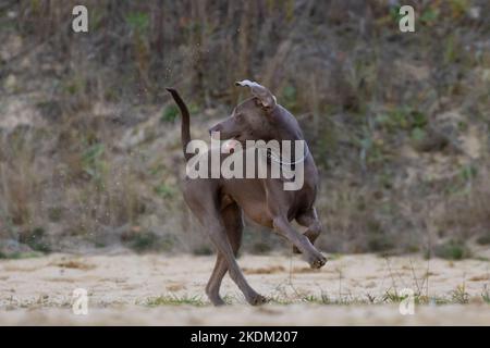 Weimaraner shorthaired pointer.  Beautiful brown beagle. Purebred dog on the paddock. Stock Photo