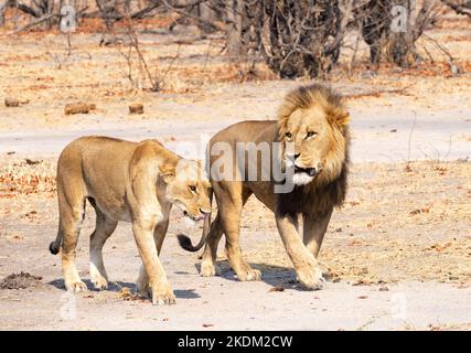 Lion, male and female pair, Panthera leo, Moremi Game Reserve, Okavango Delta, Botswana Africa. lion and lioness. African Lions. Stock Photo