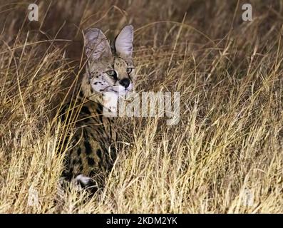 Serval cat, Leptailurus serval, in the wild at night, Chobe National Park, Botswana Africa. African wildlife Stock Photo