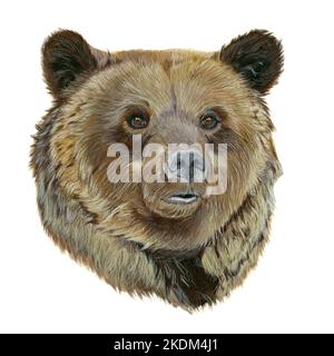 Watercolor toy bear on white background for postcard design, patterns,  stickers, scrapbooking paper, textile industry, web design, social  networks, pr Stock Photo - Alamy