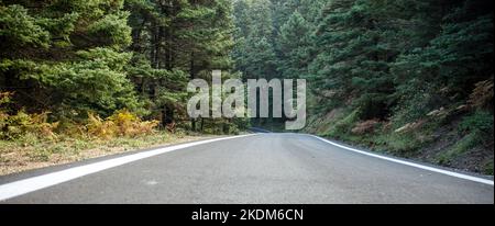 Empty asphalt road crossing fir forest, low angle. Winding route between the trees, Mountain Parnonas Peloponnese Greece Stock Photo