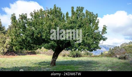 Walnut tree in field sunny day blue sky background. Single, deciduous nut tree, green lush foliage, Peloponnese mountain, nature, Greece. Stock Photo