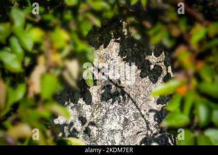 Blurry appletree, shadow on an old wall Stock Photo