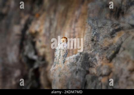 weathered wood structures with an Asian lady beetle Stock Photo