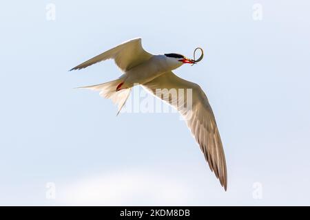 A common tern in the danube delta of romania Stock Photo