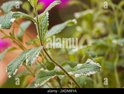 Mentha suavelons variegate in a garden Stock Photo