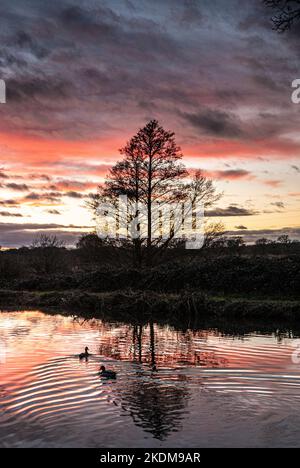 River Wey winter sunset dusk with pair of Mallard ducks heading for their nighttime refuge River Wey Ripley Surrey UK Stock Photo