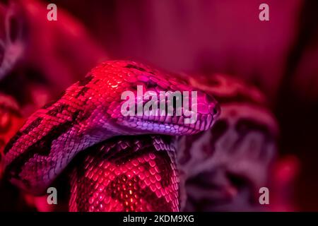 Anaconda snake in the light of a red lamp. Animal python. Stock Photo