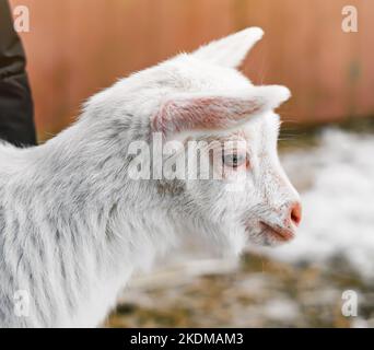 A little black-and-white goat with horns stands on a green meadow and chews a cabbage leaf. Close-up, horizontal orientation, no people, copy space Stock Photo