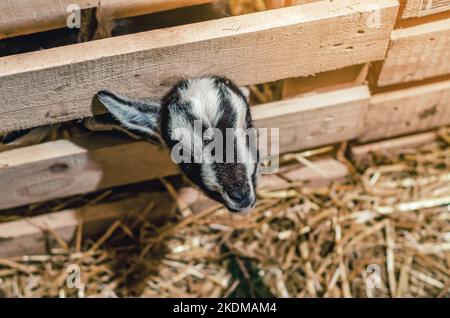 Lovely couple kid white goats. Two little white goats standing in wooden shelter and looking at the camera. Cute with funny. Close-up. Soft sunlight. Stock Photo