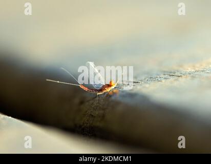 The Small Minnow mayfly is part of a large family and the commonest in the region. The long legs on the male are for clasping females in flight. Stock Photo