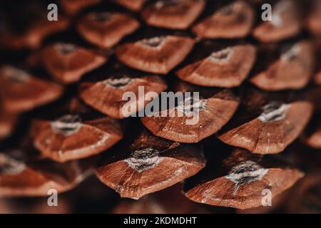Close-up of Pine cone, fir cone, natural background Stock Photo