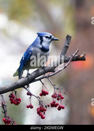 Animal Blue Jay Wallpaper