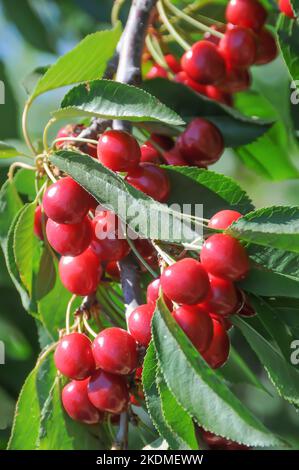 Bing Cherries Growing on Tree Branch Stock Photo