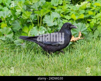 Carrion Crow Corvus corone in Meadow feeding Norfolk UK Stock Photo