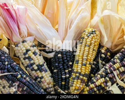 Close Up - Indian Corn Stock Photo