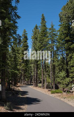Asphalt bike path in the wilds of California's mountains leads through the trees. Stock Photo