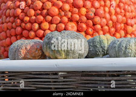 Pumpkins large-fruited marble on a background of orange pumpkins. Stock Photo