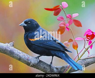 Red-winged Blackbird in Burning Bush in autumn in Michigan, USA. Stock Photo