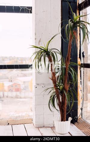 A large potted plant in the interior she has near the column Stock Photo