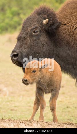 a cute newborn bison calf Stock Photo