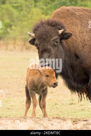 a cute newborn bison calf Stock Photo