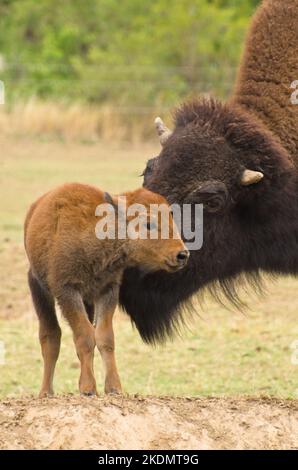 a cute newborn bison calf Stock Photo