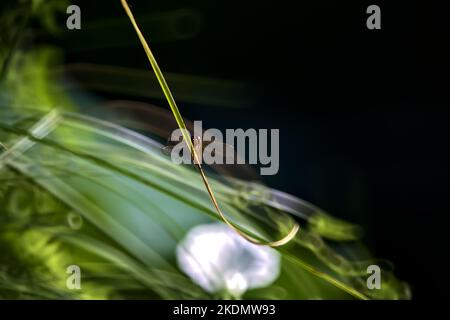 Dragonfly on a blade of grass seen up close Stock Photo - Alamy