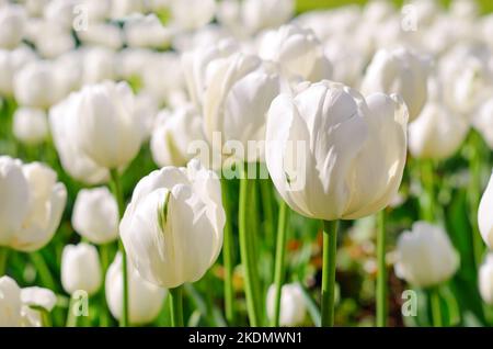 White tulips on meadow,  focus on flower in front Stock Photo