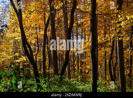 Autumn leaves on stones Stock Photo