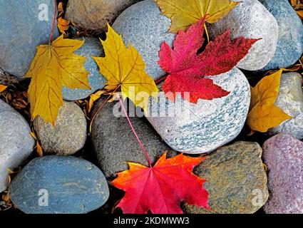 Autumn leaves on stones Stock Photo