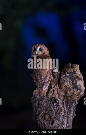 The tawny owl, also called the brown owl, is commonly found in woodlands across Europe to western Siberia, and has seven recognized subspecies. Stock Photo