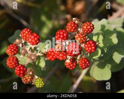 Raspberry, fruit in the wild, Israel Stock Photo