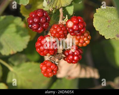 Raspberry, fruit in the wild, Israel Stock Photo