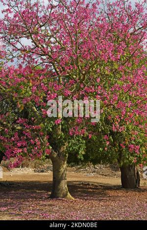 Tree blossom - pink flowers Stock Photo
