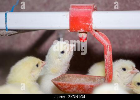 Day-old broiler chickens drink water from drinkers. Stock Photo