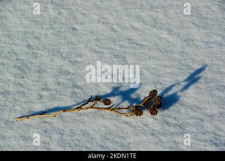 Twig with alder cones and its shadow laying on the snow on a frozen lake in winter. Stock Photo