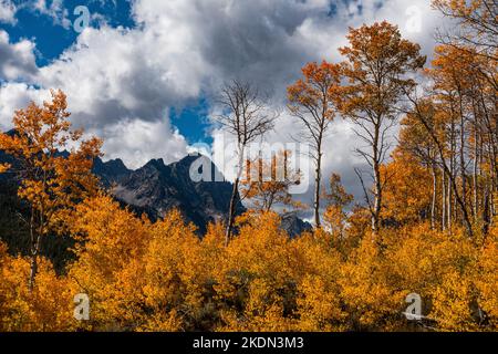 Autumn aspens along the Marshall Lake Trail In Idaho's Sawtooth Mountains Stock Photo