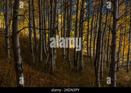 Autumn aspens along the Marshall Lake Trail In Idaho's Sawtooth Mountains Stock Photo