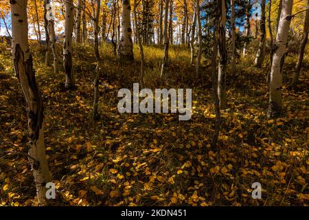 Autumn aspens along the Marshall Lake Trail In Idaho's Sawtooth Mountains Stock Photo